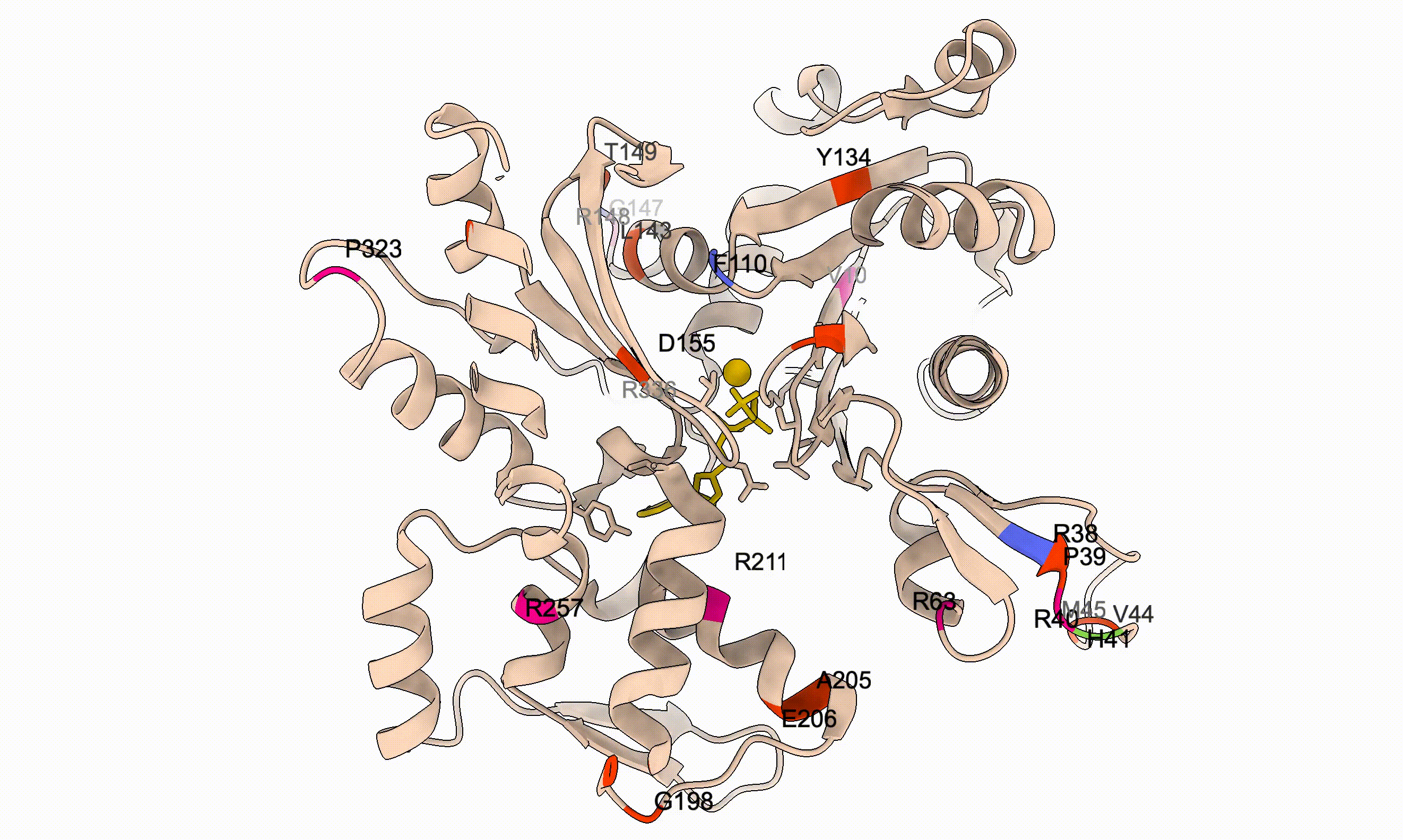All ACTG2 variants — structural overview